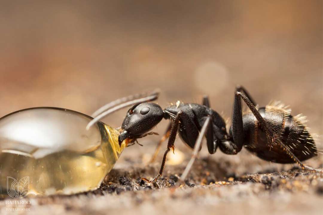 روغن مورچه برای موهای زائد - مرکز زیبایی بهارو